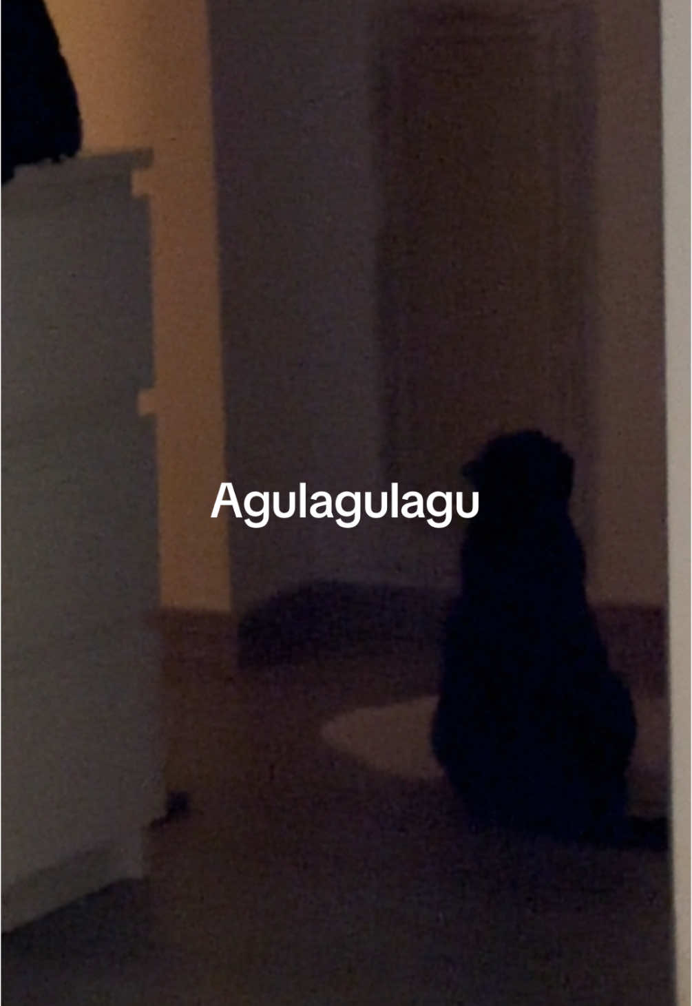 With the looming TikTok ban I thought I should post a (hopefully not final) Mugu for you all. Even though we are European and are not affected by the ban I sincerely hope that this is not a goodbye to our American friends. If it is, thank you for celebrating each and every single mugumeow with us. I hope Zeus brought y‘all some comfort and laughs when you needed them the most. I do hope we will continue seeing each other on this app but if that is not the case, thank you for summoning the void spirits with us ❤️ #mugumeow #catsoftiktok #britishshorthair #gugucat