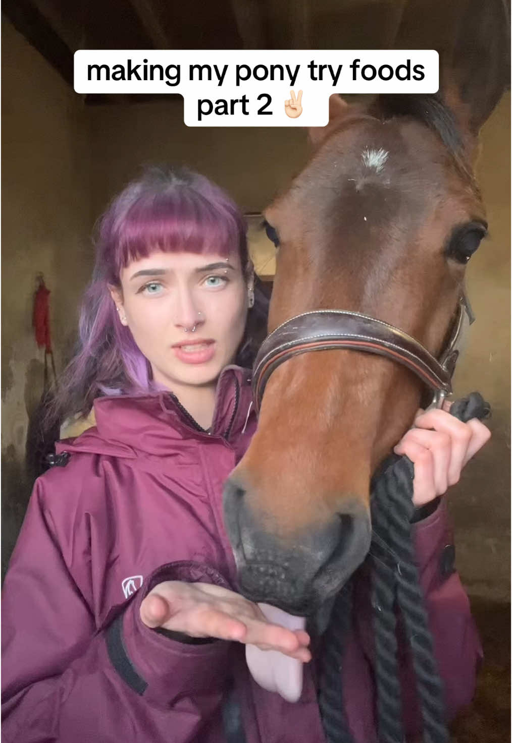I can see a future where Mocha and Moonlight duel over sweet potato #equestrian #equine #horsegirl #horsetok #horsesoftiktok #horsebackriding #equestrianlife #equestrianvibes #foryou #abcxyz #fyp 
