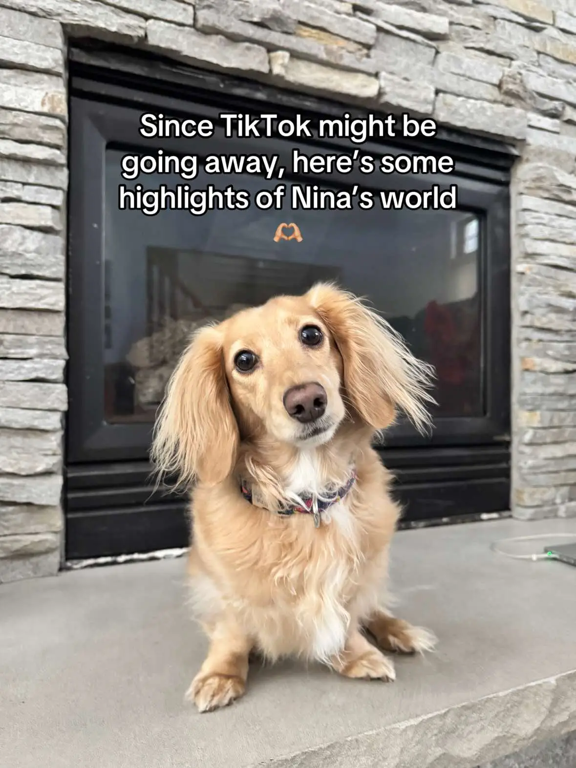 IG & YT are ninathedachshund 🫶🏼 #dachshundsoftiktok #minilonghairedachshund #dachshund #dachshundpuppy 