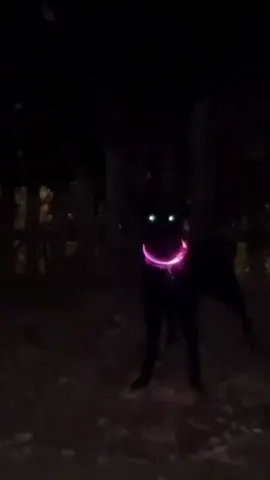 O mundo está sendo invadido por criaturas estranhas 🦮🛸👀😅 Coleira Smart Led ✨🤳🏻 www.lojasmart4pets.com #dogs #cats #petlovers #petsbrasil #tiktok