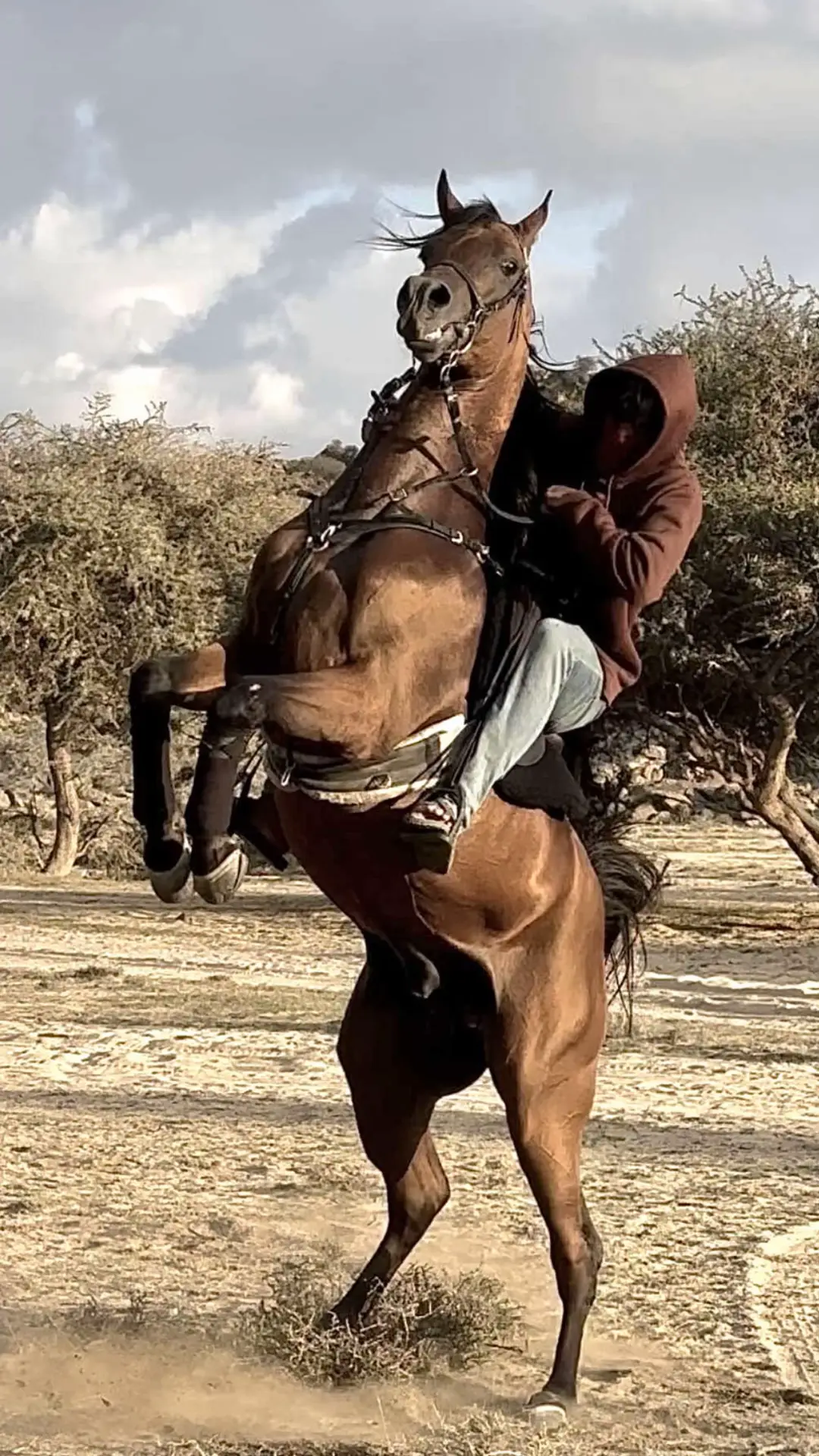 #رماح #خيل_وخياله🐎 #اكسبلور #اليهاندرو_مروان_الشقب_ #تصميم_فيديوهات🎶🎤🎬 #خيل_ركوب🐎 #خيل_وخياله🐎🖤ماشاءالله_اللهم_بارك🧿♥️ #explore #الطايف_الان_اكسبلور #viral #كومنتت #fyp #خييل_الطايف #viralvideo 