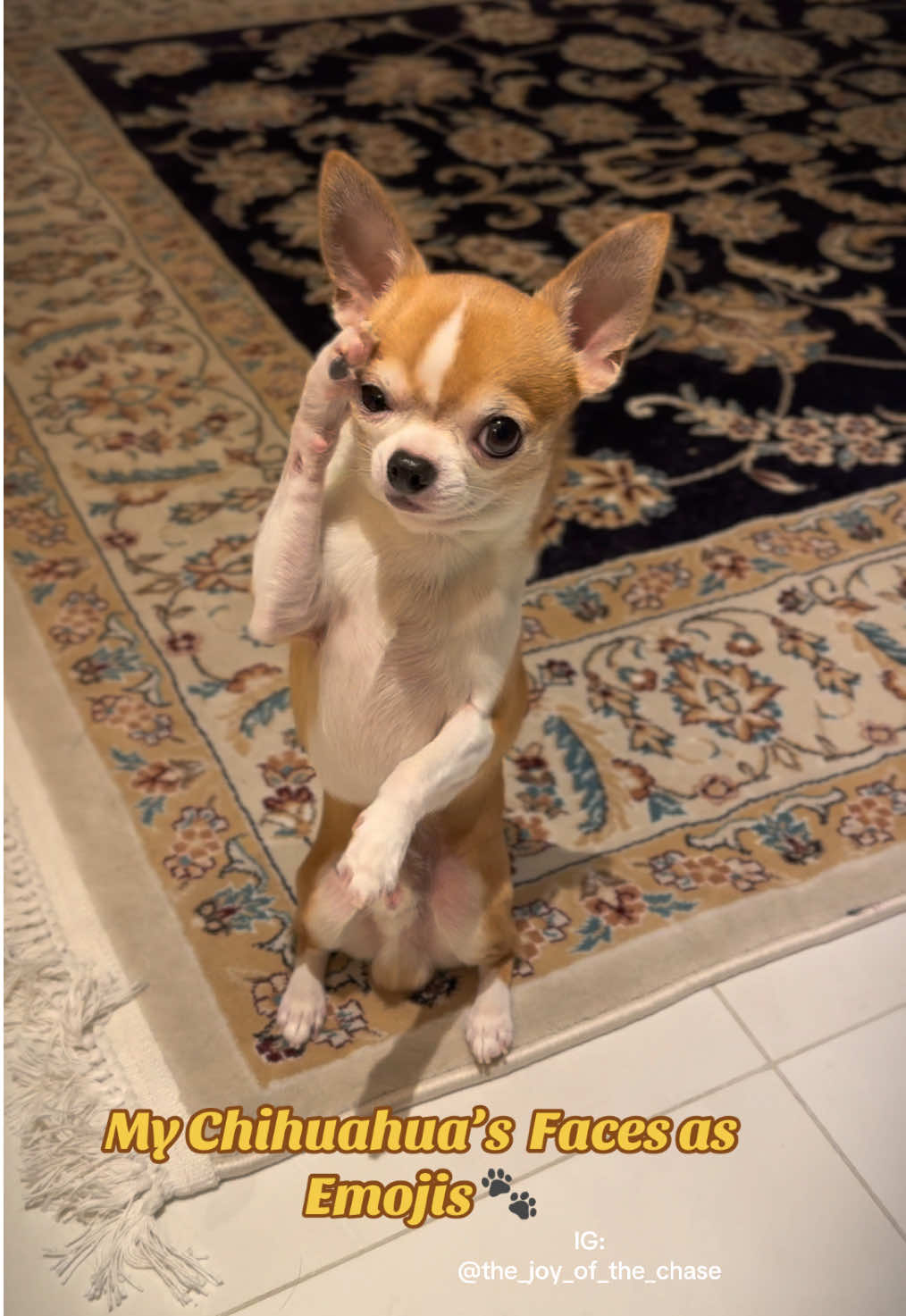 Check out these expressions! Which one is your favorite?  #chihuahua #chihuahuaantics #chihuahuahumor #chihuahuafunnyface #dogexpressions #chihuahualife #chihuahualove #chihuahuashavemorefun #emojiface 