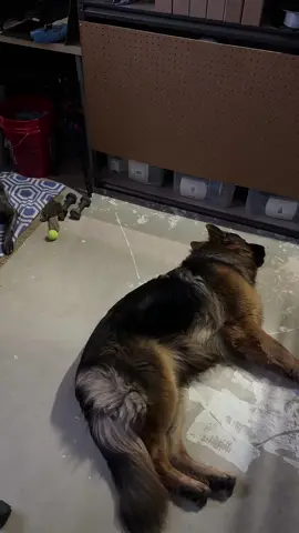 Crazy dogs … can sleep everywhere 🤣 lucky that just two printers are running  #loud #3dprinting #3dprinted #3dprint #fypシ #fy #fyp #creality #dogs