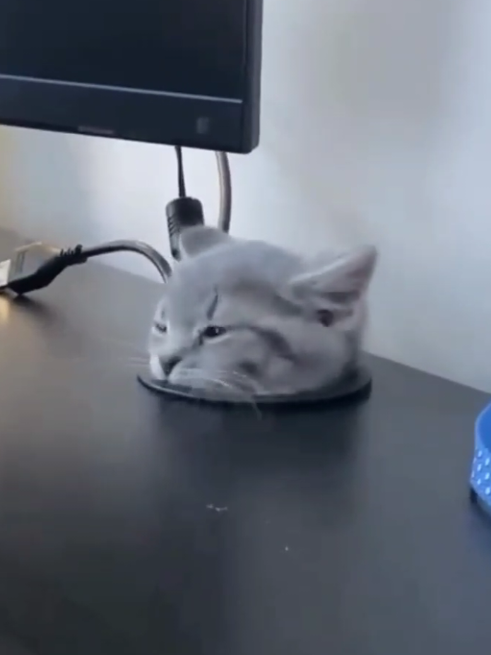 the cat crawled through the hole