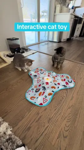 Cat bored NO More! #potaroma @Potaroma Pets @Potaroma Cats #cats #catsoftiktok #pets #PetsOfTikTok #interactivetoys #hideandseek #bestcattoy 