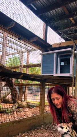 Skyler lives to antagonize sweet pea and sumi 😂 #xtremeexoticswildlifefoundation #animalhumanbond #zookeeper #zoolife #conservation #sweetpeasumiandmaverick #sweetpeaandsumi #zootok #fyppppppppppppppppppppppp #ProtectWildlife #xtremeexotics #zookeeperlife #skylerthecloudie #cloudedleopard #cuteanimals #enrichment 