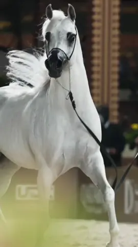 #horse #arbianhorse 
