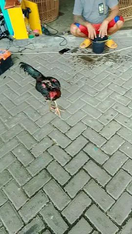 MR Gendang🔥#maspion #mrgendang 