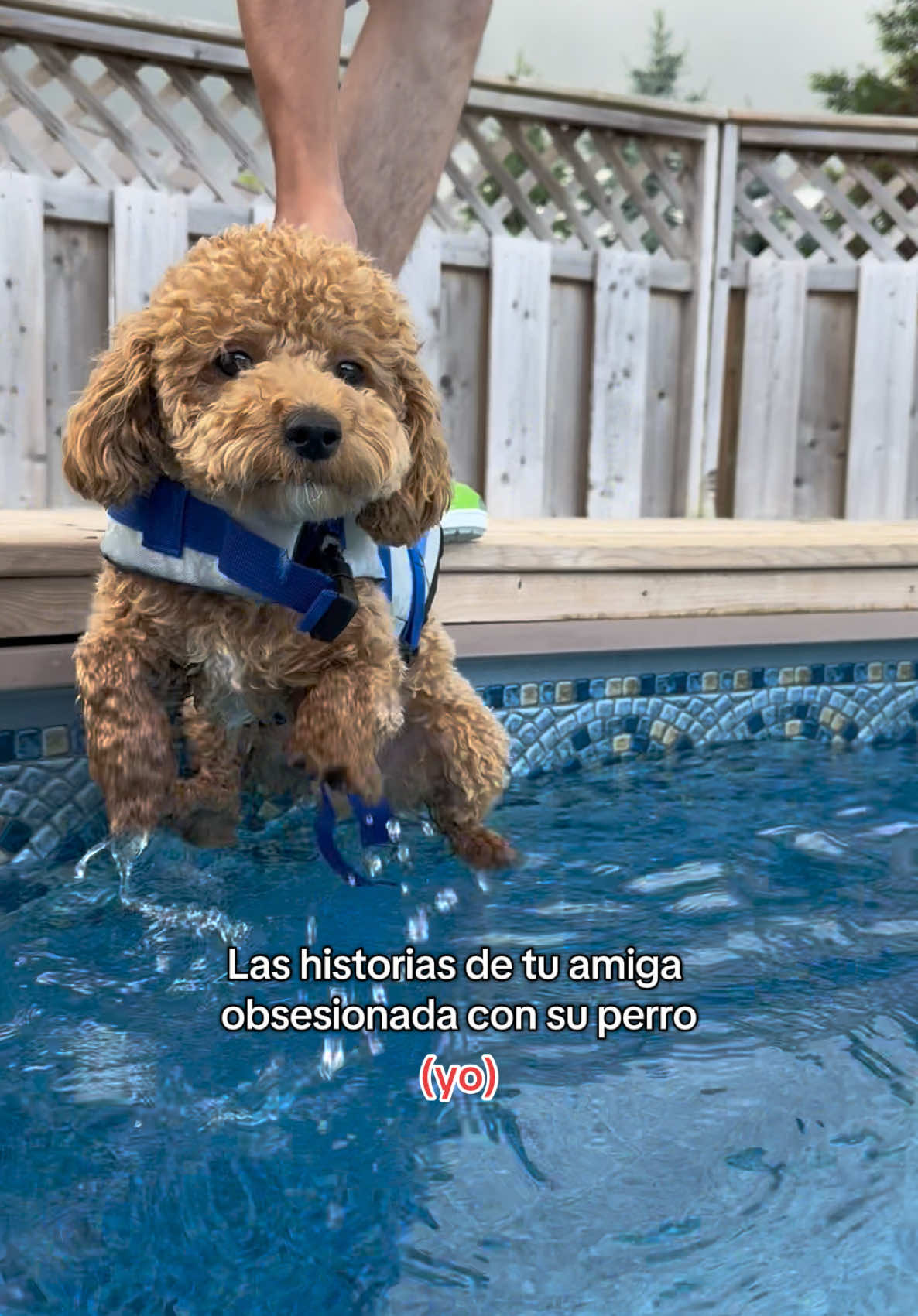 Y no me arrepiento de nada// idea: @julianelchihuahua #comedia #perro #amigo 