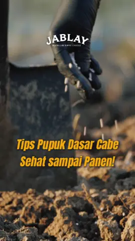 Tips Pupuk Dasar Cabe Bikin Tanamanmu Sehat sampai Panen! #TipsCabe #CabeBerkualitas #PetaniSukses #fyp #pertanian modern #Tips Pertanian Modern #CabeMusimHujan #BenihMaster #TipsPetani #PetaniMilenial#pertanianmodern #petaniindonesia🇮🇩🇮🇩🇮🇩🌊🌴🌴 #FYP #BenihUnggul