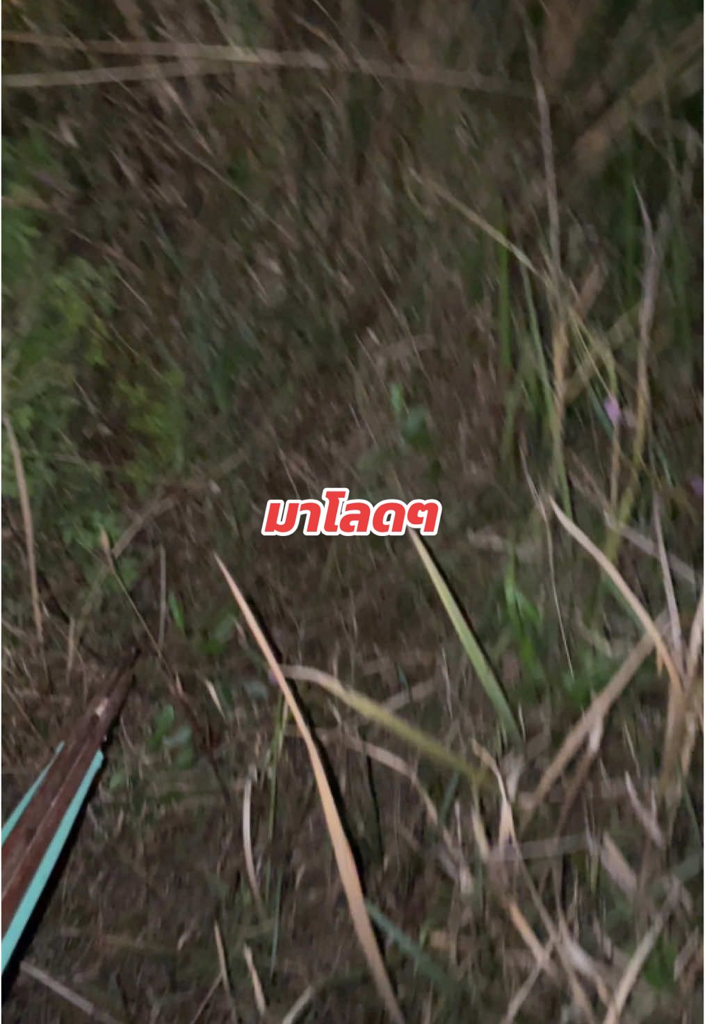 บ่ย่านดอกเด้อผี #เทรนด์วันนี้ #วิถีอีสาน  #ตอกสั่นเรียกหนู  #สั่นตอกเรียกหนู  #อุบลหวานมากกกก❤️‍🔥🤫 