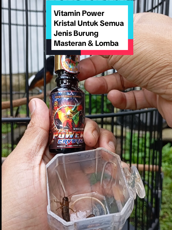 Membalas @arif_sty17 ijin bls pake vt om, terimakasih power kristal lngsung gas co omku #powerkristal #powercrystal #powerkristaljuaraomegaplus #vitaminburung #hobiburung #kicauburung #murai #muraibatu #muraibatugacor #kicaumania 