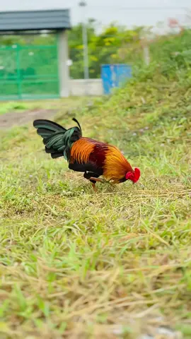 Con hàng đón xuân🌾🌾🌾#baotondongvat #gadacuasat #gànòi #xuhuong 