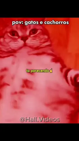 Tamanho de Ombrosio KKKK #fyp #funny #video #viralditiktok #fouryou #viralvideos #follow #animaisnotiktok 