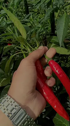 laki-laki tidak bercerita tiba2 panen cabai 😂 . . . . #smartfarming #hargacabe #petanimudasukses #tunasbaru #sirung #petanimudamilenial #petanimuda #petanikreatif #2025 #cabemerah🌶🌶🌶🌶 #petaniindonesia🇮🇩🇮🇩🇮🇩🌿🌿 #cabepilarf1 #cabepilar 