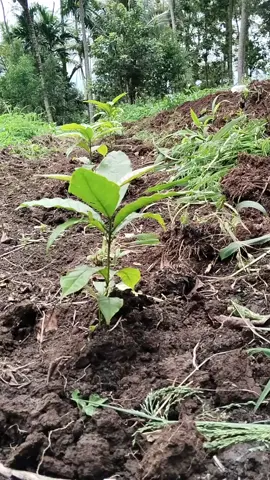 3Tips Menanam Kopi #petanimuda #petanikopi #petanikopiindonesia #fypシ゚ #viraltiktok 