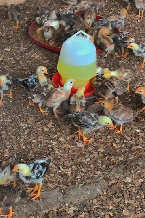 Pesona ayam kampung asli usia 20 hari #ayamkampungasli  #aka  #peternakmuda  #pengusahamuda  #bosmuda😎  #owner #callfarm  #sumut #serdangbedagai#dolokmasihul
