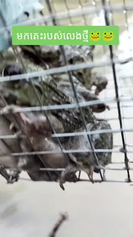 មានរបស់លេងថ្មីមេៗ🐸 #នុយស្នេហ៍ហៅកង្កែប🐸 #ដាក់លបកង្កែបសម័យថ្មី🐸🐸 #fvpシ💕foryou #fypシ゚viral #frong #Haanminh 