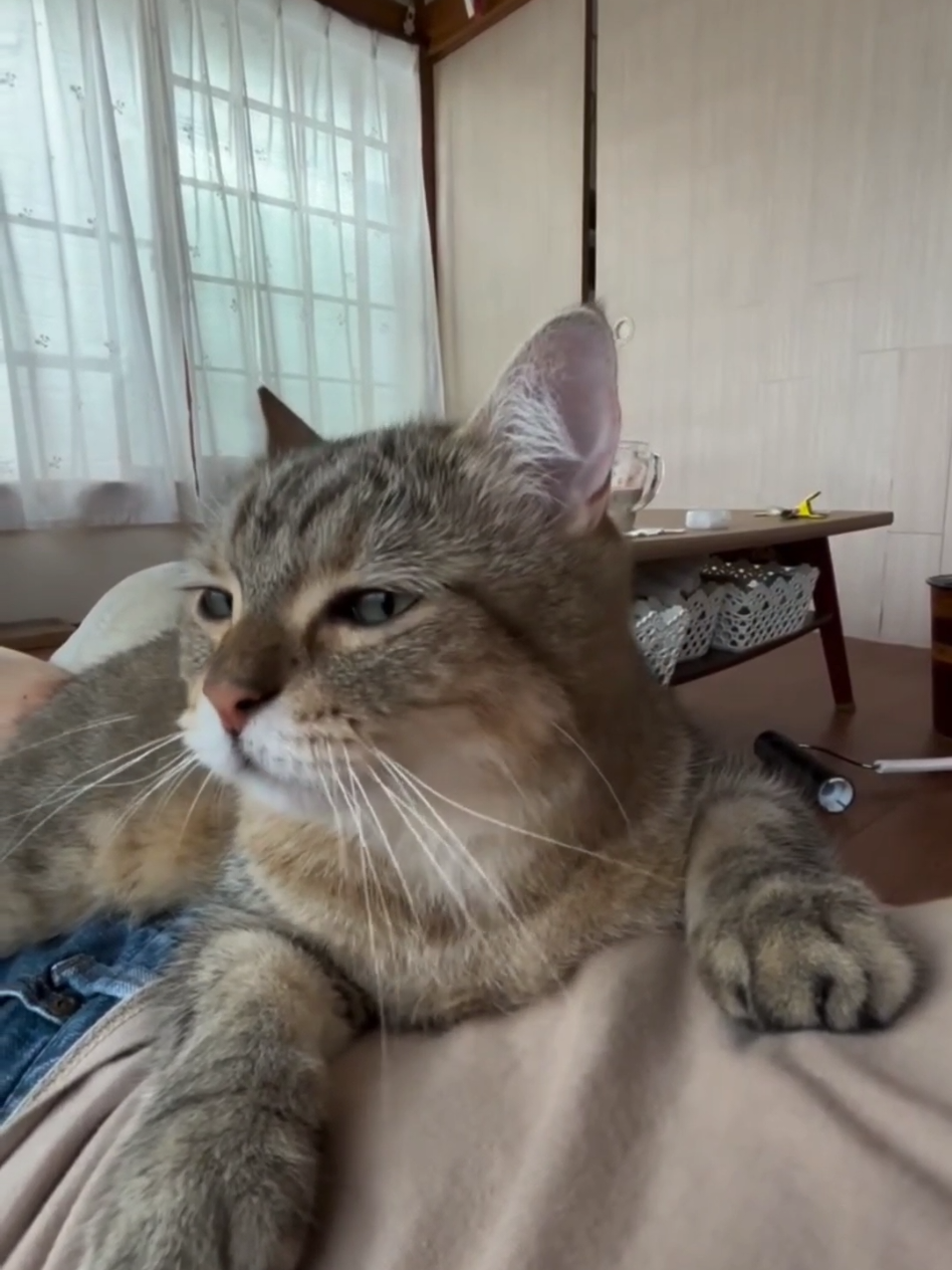 cats sweet sleepers 🥰 #cat #cute #catvideo #cutcat #funny #pet #funnyvideo #kitty #foryou  #keşfetbeniöneçıkar 