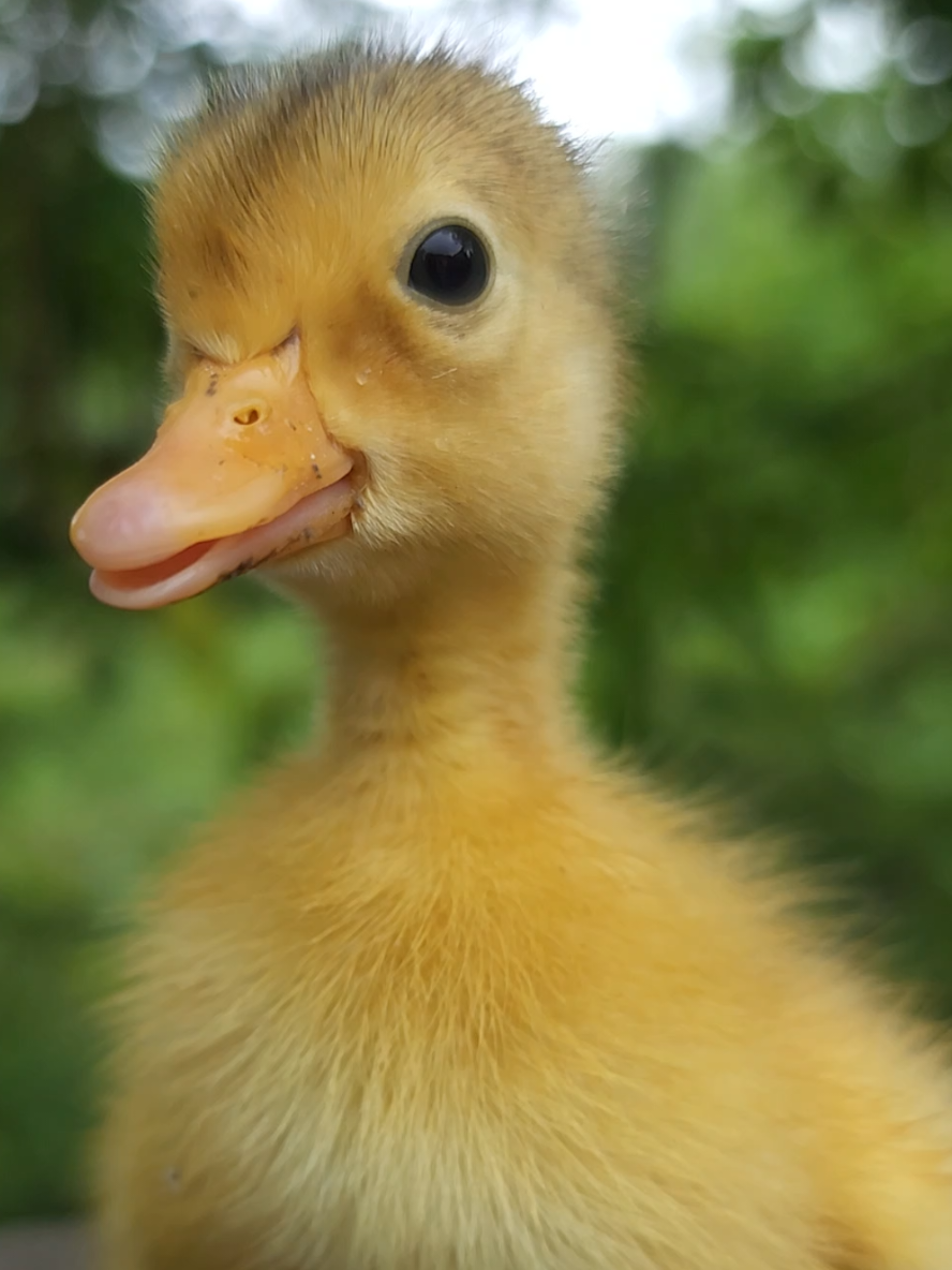 Do you love this sweet sounds? 😘😘😘 #ducklings #babyduck #funny #funny video #animals #adorable #子猫 #paws #patitos #patinho #patos #patito #babyduck #lospatitos #funnyducklings #ducklingsbathe #ducklingsinthebathroom #babyducks #cutebabyanimals #bebek #утята #утятавбассейне #утенок в бассейне #toofunny #ducklings #swiminthepool #ducklings in the pool #cuteducklings #duck in a pool #duck swims in a pool #ducklingsinsink #ducklings from the supermarket