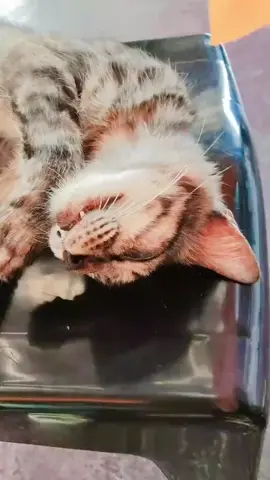 ngatyk Wee .😂😜#kucinglucu #kucing #pyfツ #fy #fyppppppppppppppppppppppp 