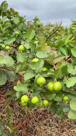 👉Kinh nghiệm làm trái ổi Rupy ruột đỏ ok rồi nha mọi người…hihi