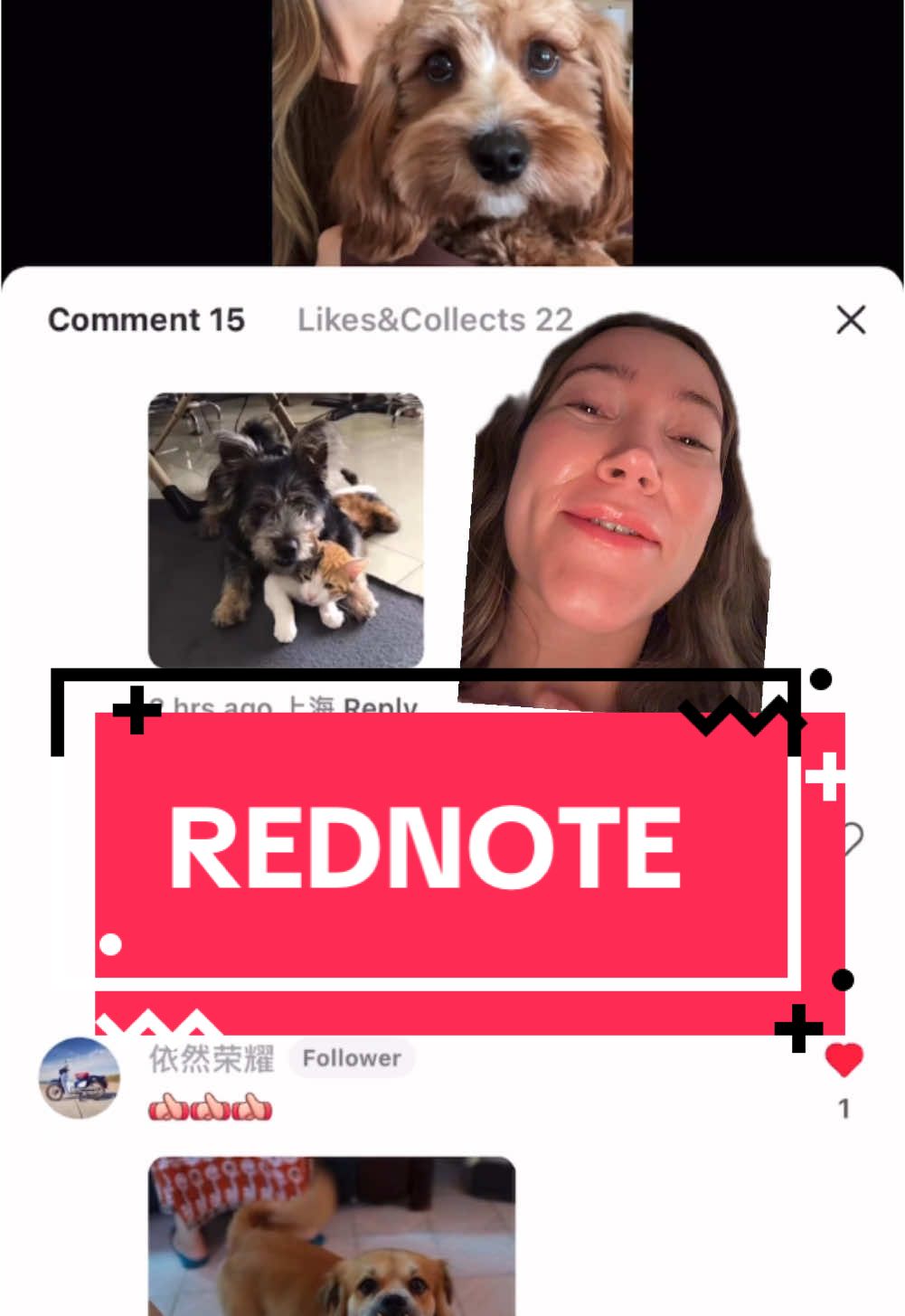 You guys I’m not okay #rednote #tiktokrefugee #douyin #cute #dogs #fyp 