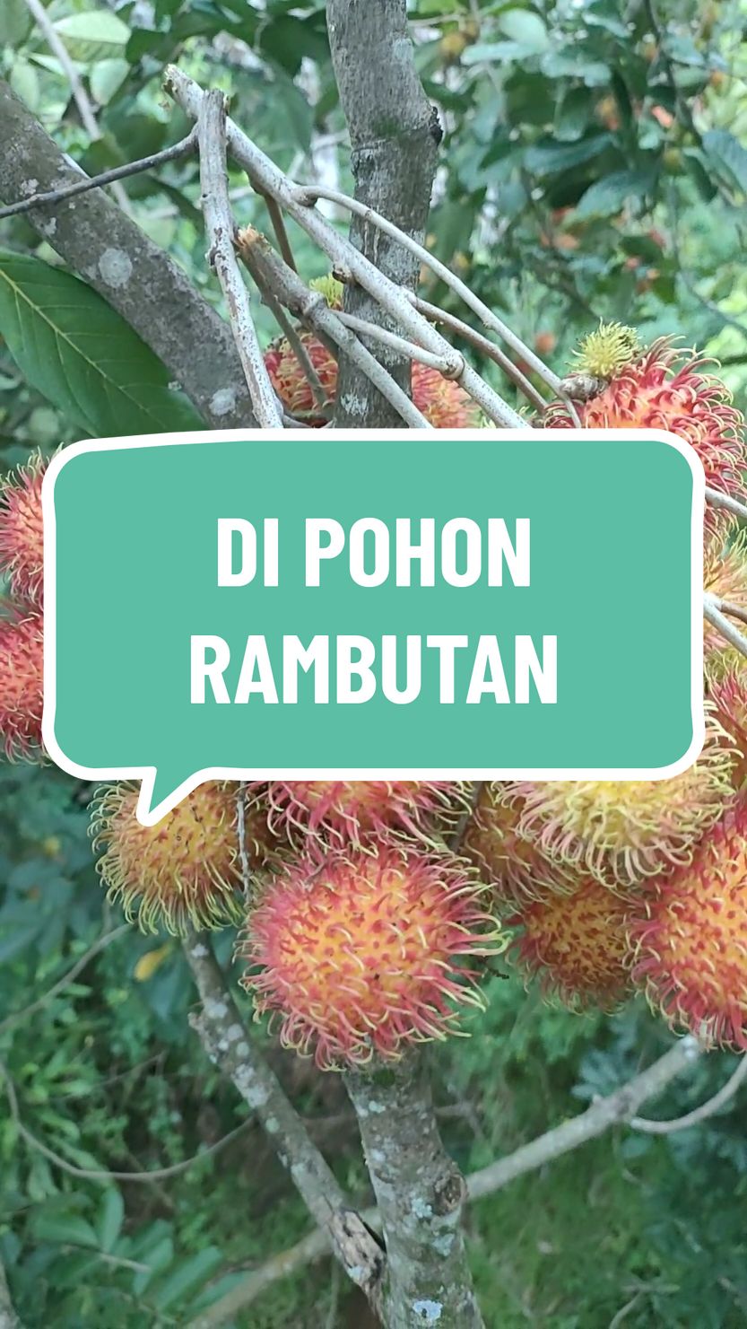 di pohon petik buah rambutan #rambutan #prankvideo #bahanswmu #polosanvideo #asmr #mentahanvideo #buah 