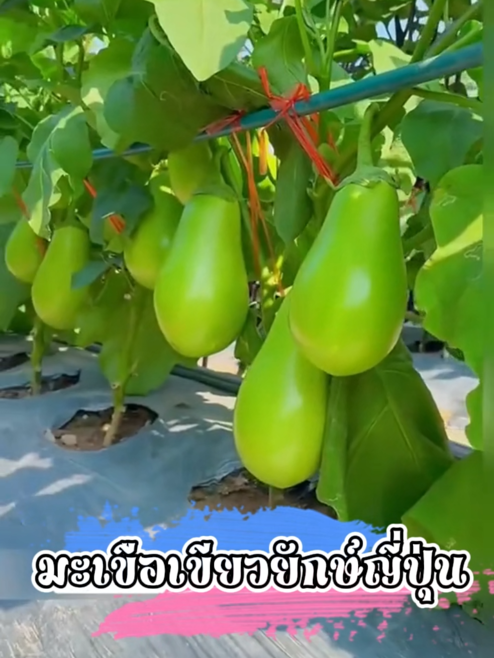 โอ้โหลูกใหญ่มาก สิบปากเล่าก็ไม่เท่าปลูกเอง #มะเขือยักษ์ #ปลูกได้ทุกพื้นที่ #ปลูกง่าย #เมล็ดพันธุ์ผัก #พร้อมจัดส่ง 
