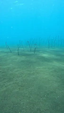GARDEN EELS🥰🥰 #bali #baliholiday #baliadventure #balibeauty #balilife #baliindonesia #baliisland #balitravel #divingbali #scubadiving #fyp #fypシ #fypage 