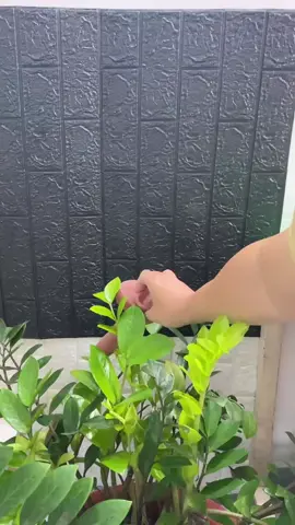 chim giả tay #new #xuhuong #nhactrutinh #couple #2025 #xh #vochong #nguoiyeu #docthan #nguoicodon #dexuat #tamtrang