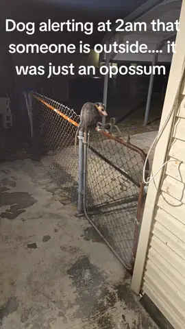 #opossum 