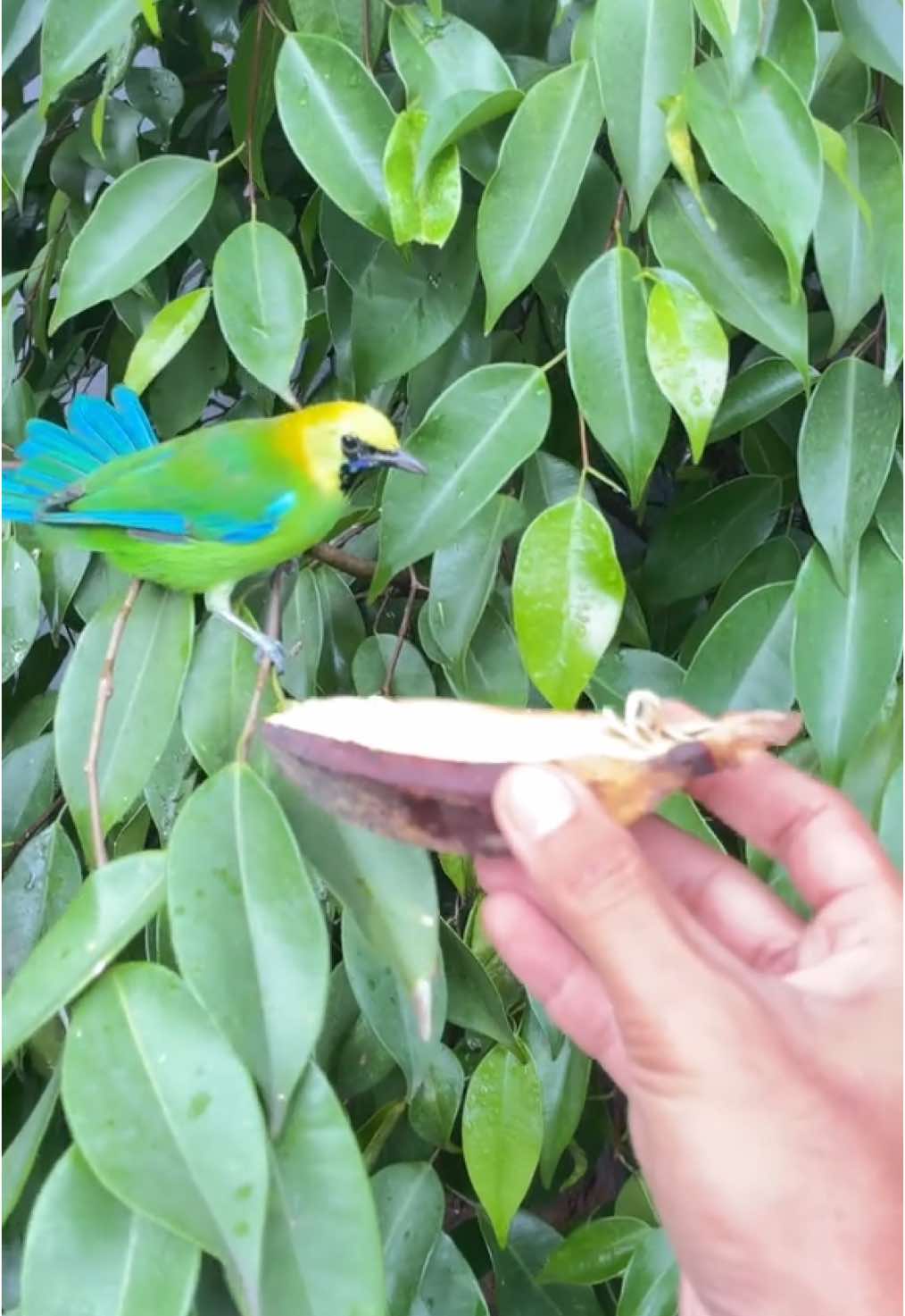 Jadi gimana ni guys. Video yg ke 2. Asli suara alam cucak ranting | atau Cucak ranting isian kutilang emas #aviary #aviarybirds #aviarymini #cucakranting #kicaumania 