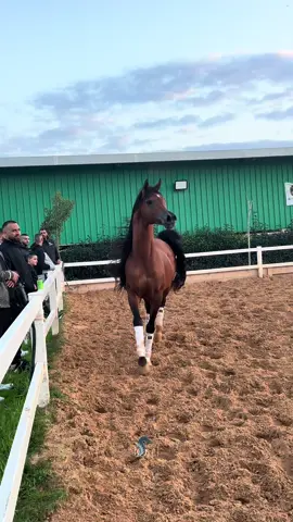 بهير البداير 🌋#borene87 #aribneshorses #خيول_عربية #فرس #والعاديات_ضبحا_فالموريات_قدحا #الخيل_العربي_الاصيل #horseshow #horsesho #horselover #بسم_الله_الرحمن_الرحيم #اللهم_صلي_على_نبينا_محمد 
