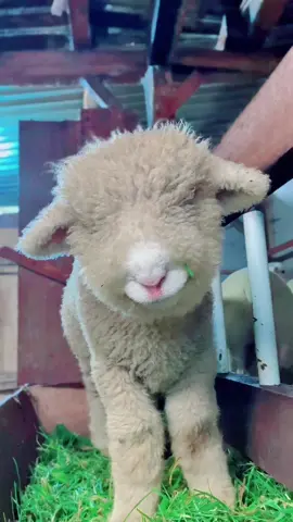 Timmy domba gemoy 😍 #dombamerino #dombabatur #dombalucu 