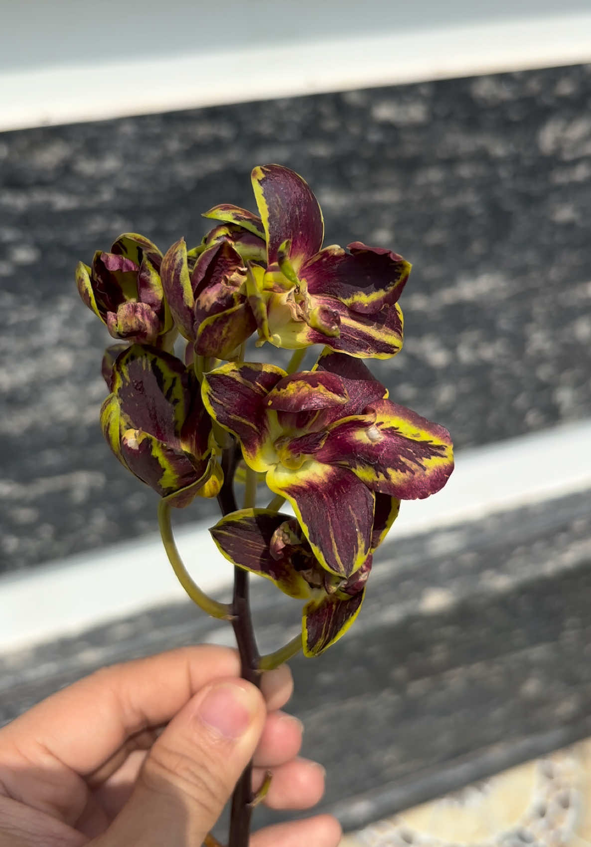 Khổ với mấy em ruồi 