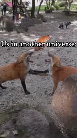 #us #anotheruniverse #usinanotheruniverse #animals #funnyanimals #cuteanimals #fyp #pinterest #usinanotherworld #foryoupage #viral #goviral #foxes #hamsters #monkeys #gorillas #BestFriends #besties 
