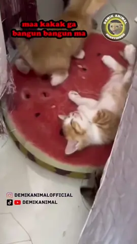 EFEK FORMALIN ©️ 𝐀𝐥𝐥 𝐫𝐢𝐠𝐡𝐭𝐬 𝐫𝐞𝐬𝐞𝐫𝐯𝐞𝐝 𝐛𝐲 𝐫𝐞𝐬𝐩𝐞𝐜𝐭𝐢𝐯𝐞 𝐨𝐰𝐧𝐞𝐫𝐬. #dubbing #dubbinglucu #dubbinghewan #dubbingbinatang #demikanimal #demikanimalofficial #dubbingindonesia #fyp #foryou #foryoupage