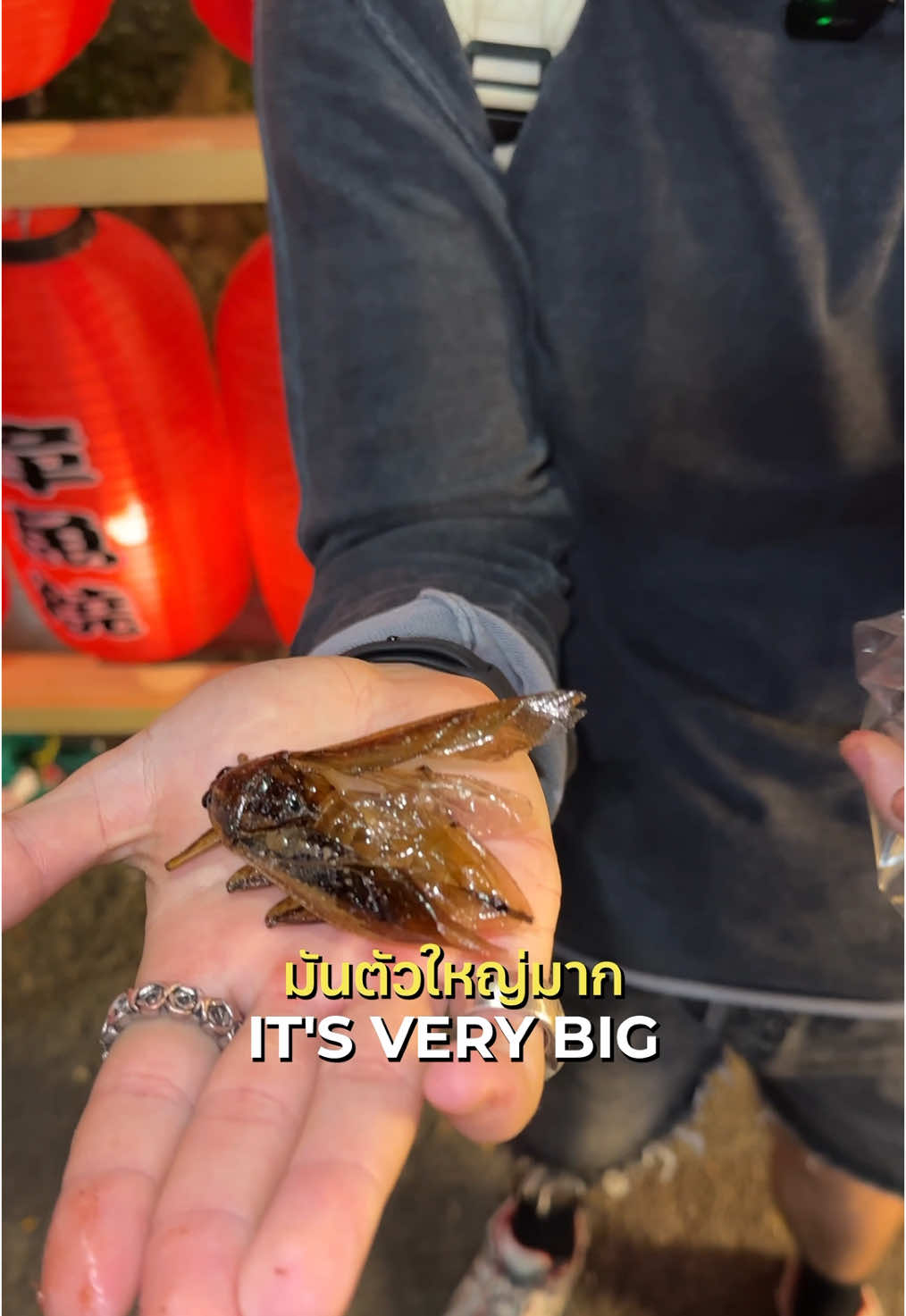 0.82$ giant fried cockroach in Bangkok 🪳🇹🇭 #thailand #streetfood #bangkok #insects 