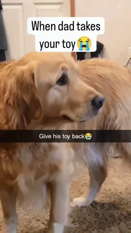 Although the dog can't talk, what's in his heart is on his face! 🐶 #dog #funny #fyp #doglover #funnydog #🤣🤣🤣 #😂😂😂 