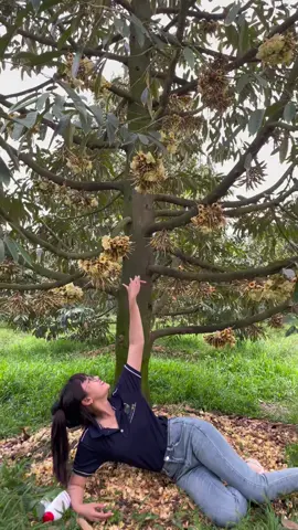 #dilamcogivui #lamviec #sầuriêng #sầuriêngri6 #đăklăk #sầuriêngri6 #đăklăk #đăk_nông #kienthucnongnghiep #cailaytiengiang #cầnthơ #tiềngiang #tâynguyen47 #đăklăk47 #kienthuc #sầuthái #đilamvanvui #xuhuong #xuhuongtiktok 