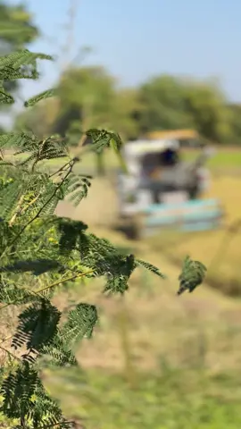 😋😍#ปานเจริญการช่าง2022 #พรมเทศการเกษตร💯 #ขอนแก่น #หนุ่มขับรถเกี่ยวข้าว🌾🌾 #นาปรัง 