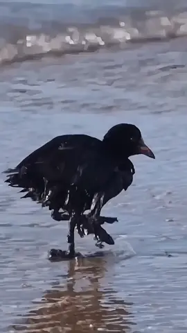 There was a catastrophe in the Black Sea on a scale that has not yet been seen in modern Russia. Thousands of tons of fuel oil got into the water and caused severe consequences — thousands of birds and dolphins suffered from pollution, and the unique sandy beaches of Anapa were under a layer of petroleum products.