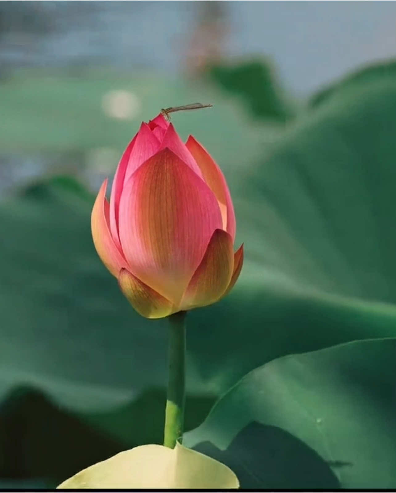 Không ai có thể cứu mình ngoài chính bản thân mình. Không ai có thể làm được, và không ai có thể. Chúng ta phải tự đi trên con đường của mình#noidaybinhyen #bìnhyên #sungardenhouse 