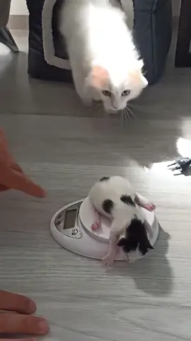 Don’t get close to my child…#usa_tiktok #usa🇺🇸 #cat #pet #for #foryou #fouryou #cutecat #funnyvideo #catsoftiktok #fpy 