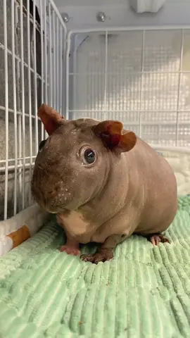 “Hairless guinea pig”#Tiktok #animals #foryou #cute 