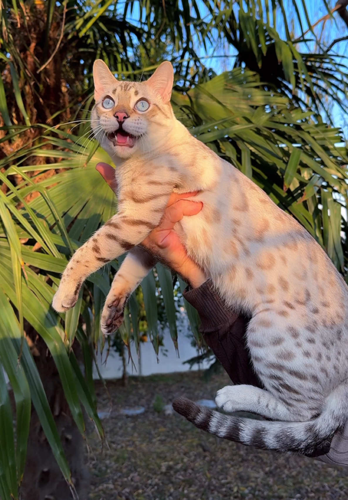 Snow Lynx Bengal beauty 😍🐆🤍🔥  RichltMeow Xiao 💎 Elite GrandGlow cattery ⚜️ * * * * * #bengalcat #snowbengal #bengalkittens #snowbengalkittens #gattobengala #bengalkatze #bengalkedisi #karbengaltürkiye #bengalindonesia #bengalchina #bengalcatsofinstagram #bengalcatworld #bengalcatclub #bengallove #bengal #bengalkitty #snowlynxbengal #bengalbreeder #elite_grandglowcattery #bengalistanbul #bengalfrance #bengalkittensmiami #bengalnyc #bengalseattle 