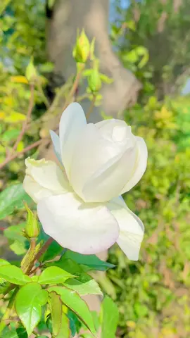 Beautiful white rose #whiterose #rose #flower #nature #green #morning #iphonevideo #village 