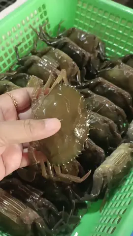 kepiting soka