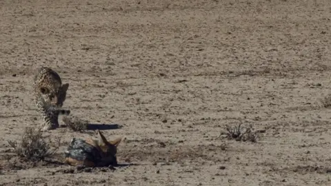 Leopard's Mastery: A Rare Hunt in the Wild